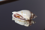 Ракушка Стромбус гиббосус (Gibberulus gibbosus)