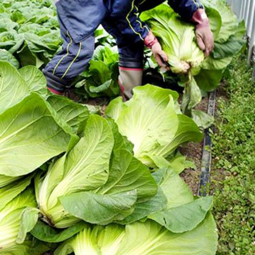 Хиросимана - Сладкая Японская Листовая Капуста - 広島菜 - Hiroshimana Cabbage