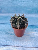 Gymnocalycium Friedrichii (Гимнокалициум)