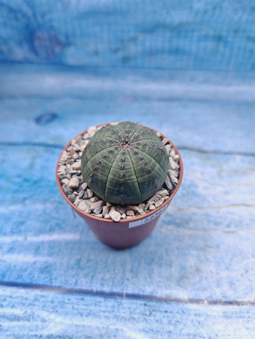 Euphoria Obesa (Эуфорбия)