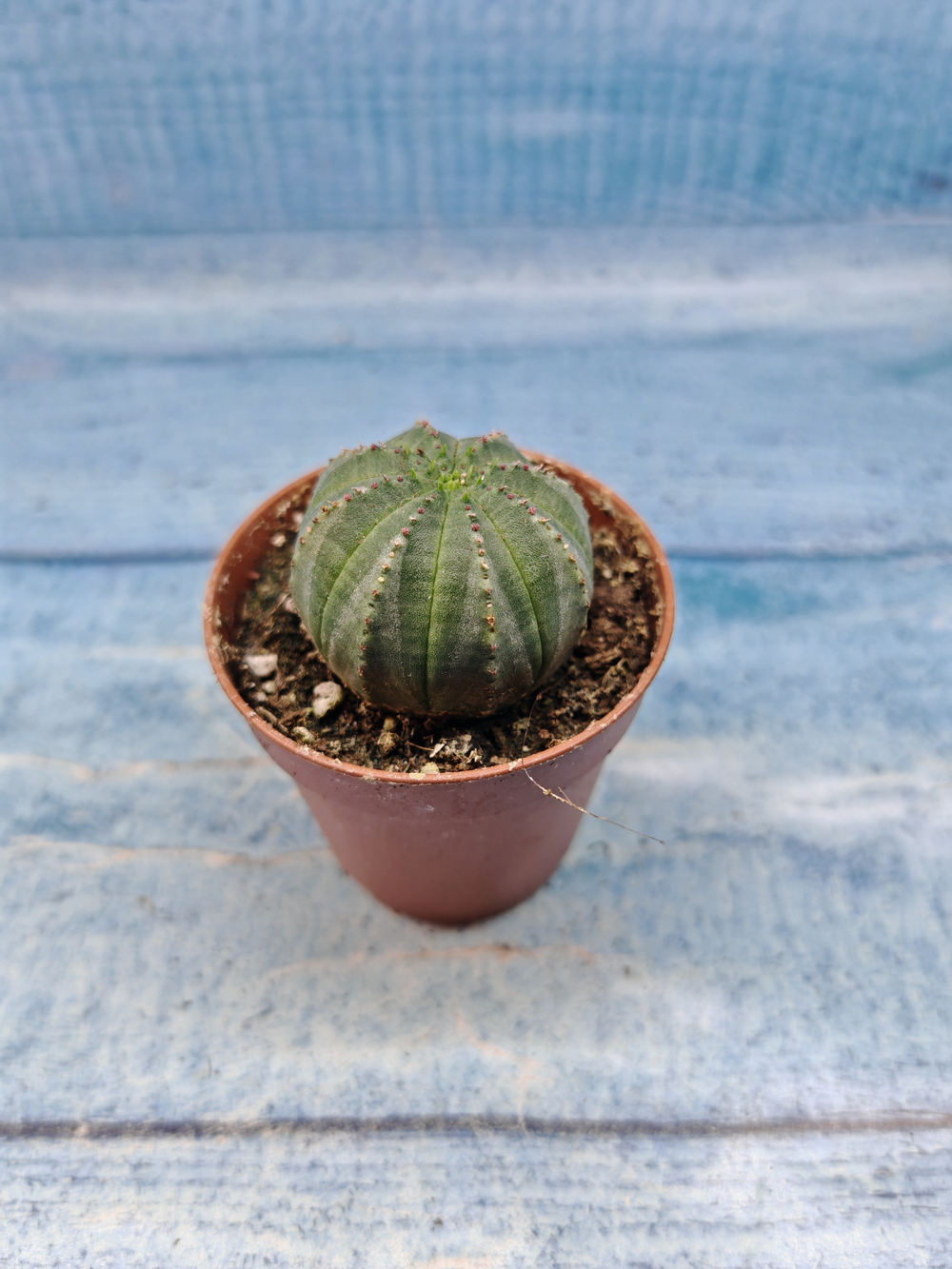 Euphoria Obesa (Эуфорбия)