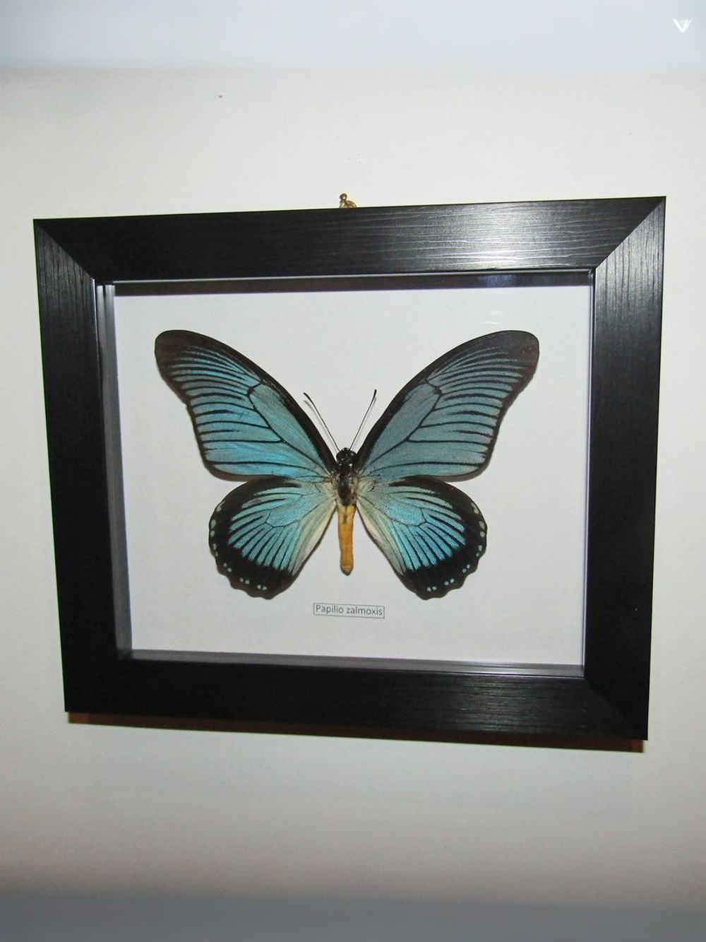 Бабочка Papilio zalmoxis в рамке