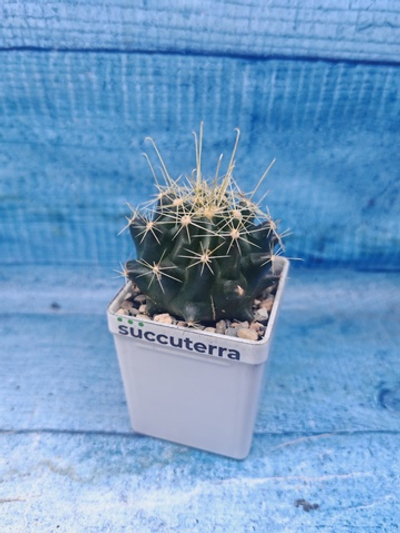 Ferocactus Hamatacanthus (Ферокактус)