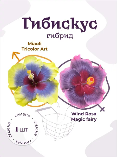 Гибискус Miaoli Tricolor Art х Wind Rosa Magic fairy семя, 1 шт.