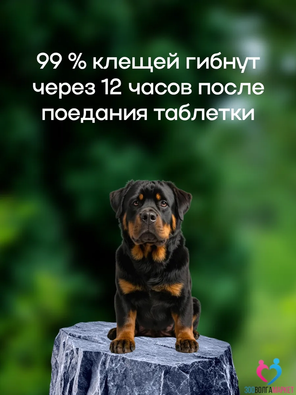 Бравекто для собак 20-40 кг, против блох и клещей