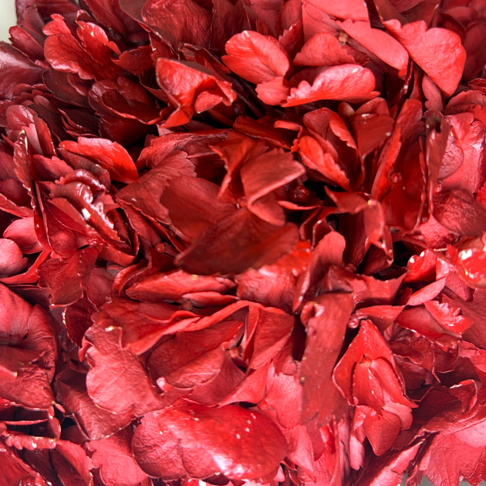 Красные гортензии Red Amor