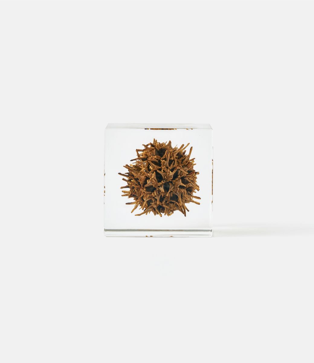 Sola Cube American Sweetgum — куб из акриловой смолы