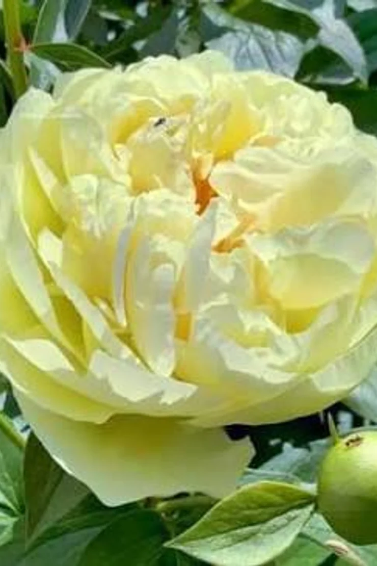 Paeo Lemon Chiffon 3/5. почек