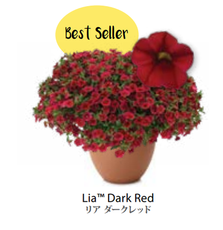 ЕВРО неукор Калибрахоа LIA Dark Red НЕукоренный черенок (срезы) НОЯБРЬ поставка 3