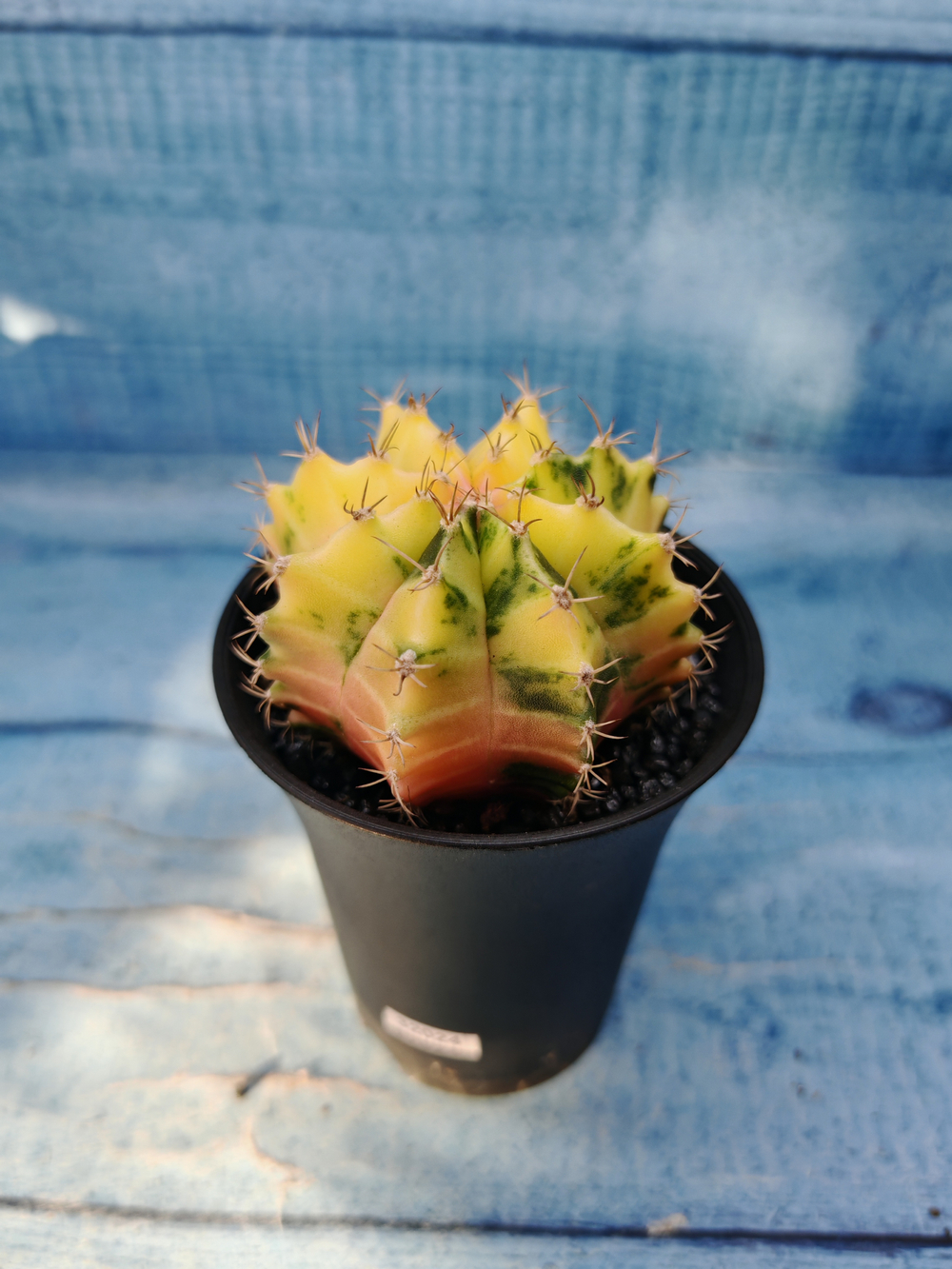 Gymnocalycium Variegata (Гимнокалициум Вариегатный)