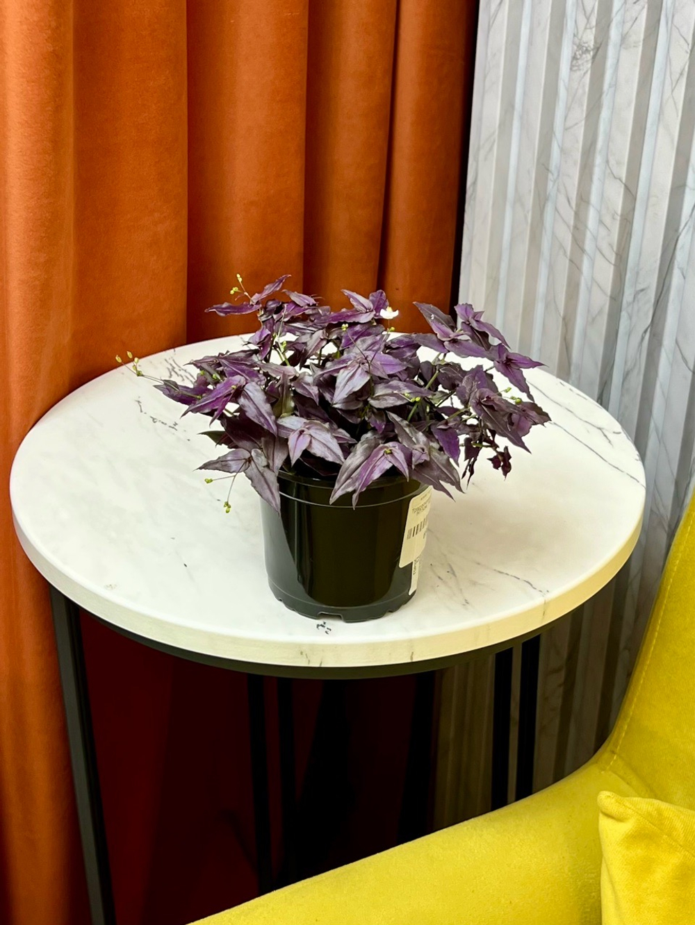 Традесканция Габазис Пурпл, D9см Н15см, 1шт, Urban Jungle