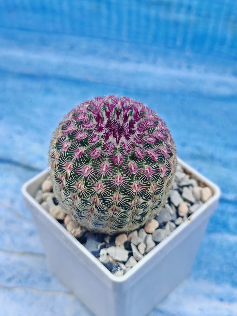Echinocereus Rigidissimus Rubispinus (Эхиноцереус)