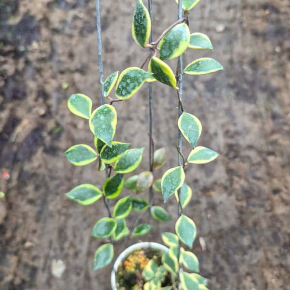 Хойя BAKOENSIS ALBO