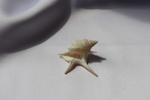 Морская ракушка Куриная нога (Aporrhais pesgallinae) 3,2 см.