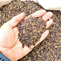 Ячмень Чёрный Тибетский Голозерный Пурпурная Долина - Purple Valley Barley