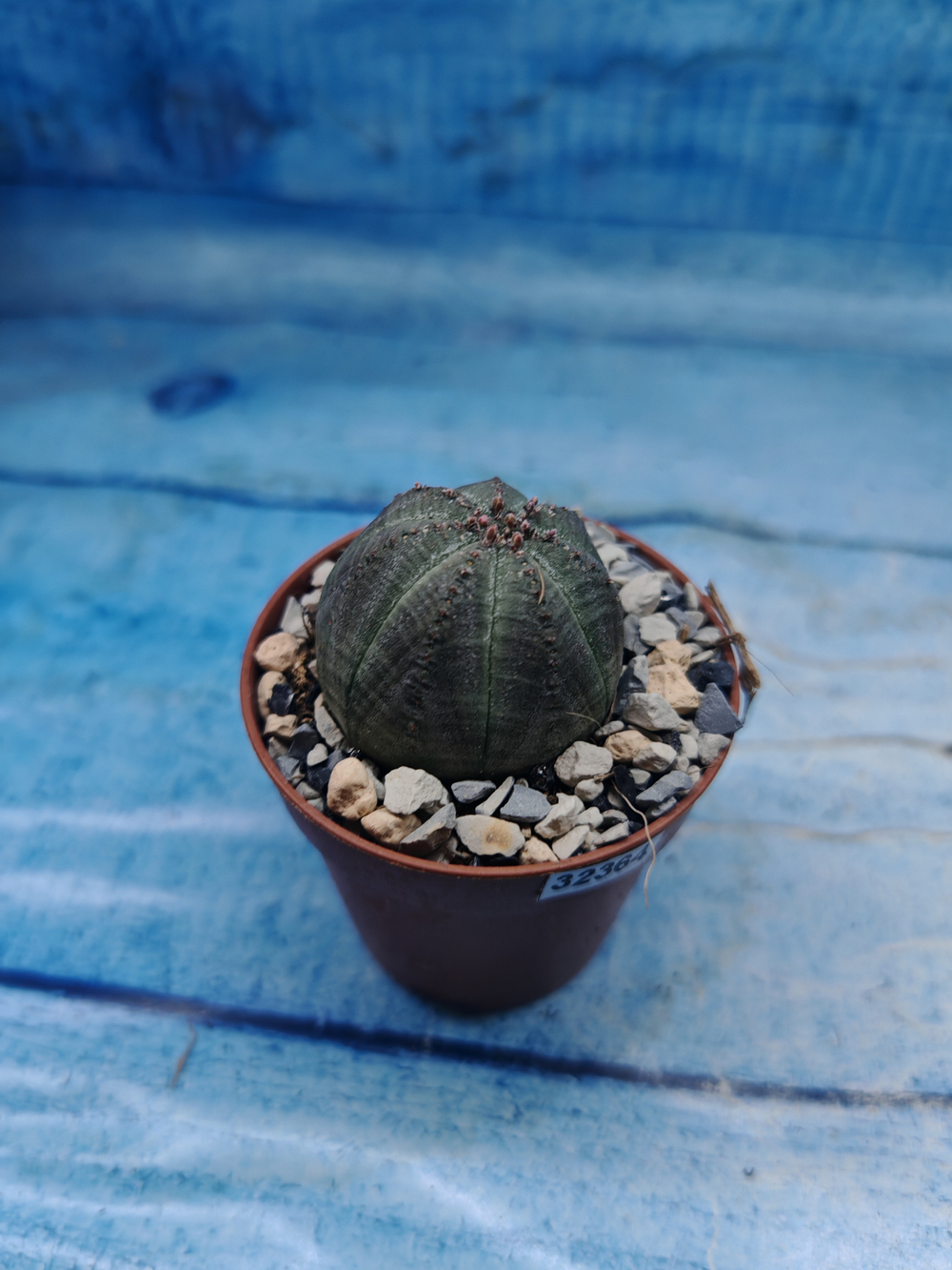 Euphoria Obesa (Эуфорбия)