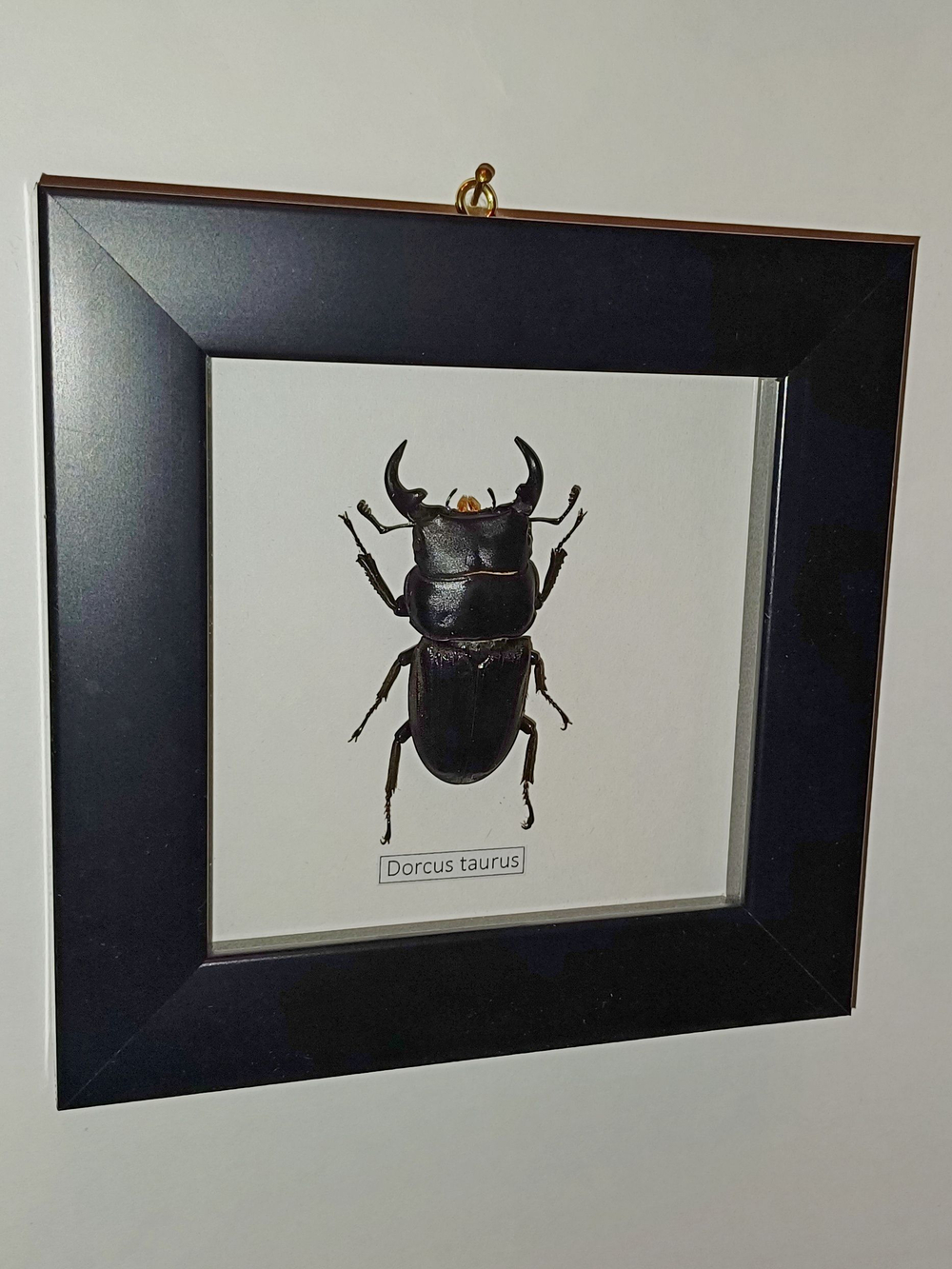 Жук Рогач Dorcus taurus в рамке