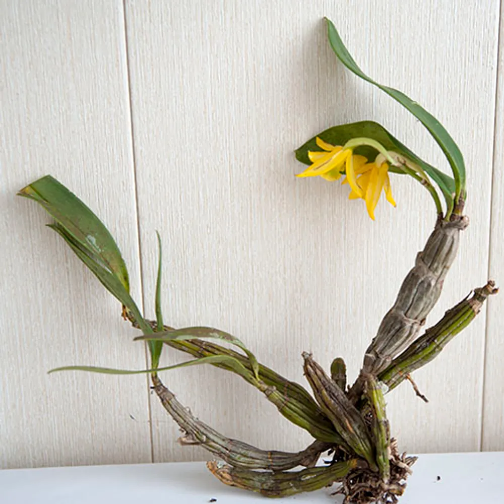 Орхидея Дендробиум (Dendrobium) #7