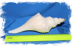 Хемифусус Туба (Hemifusus tuba) 31см 1шт