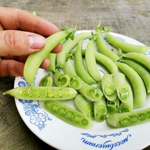 Снеп Горох Цветок Магнолии - Snap Magnolia Blossom Pea