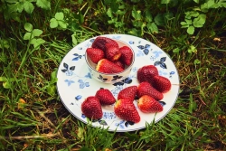 Wedgwood Тарелка для завтрака Wild Strawberry 20,6 см Чернильно-синий EAN 701587481625