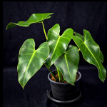 Филодендрон CORCOVADENSIS