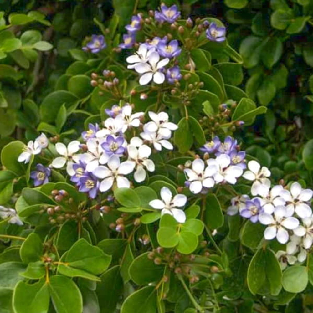 Гваякум лекарственный – Guaiacum officinale (11)