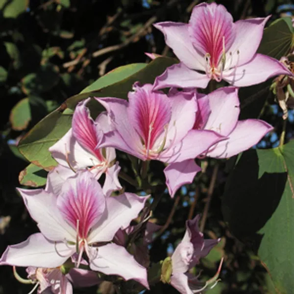 Баухиния Пестрая (Bauhinia Variegata)