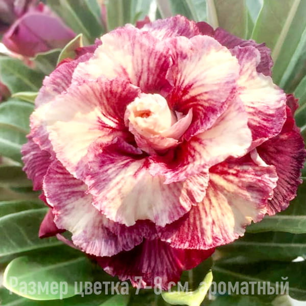 Адениум 1018-TENTATION T10 (В45)