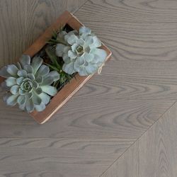 chevron-ash-norman (1)