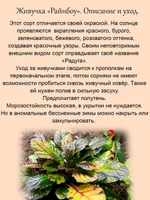 Живучка Рейнбоу Радуга Аюга мультиколор