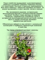 Подснежник Прострел Розея первоцвет сон трава