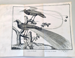 "Орнитология или метод, содержащий разделение птиц на отряды. (Ornithologie ou methode contenant la division des oiseaux en ordres)". Mathurin-Jacques Brisson (Матюрен-Жак Бриссон). 0г.