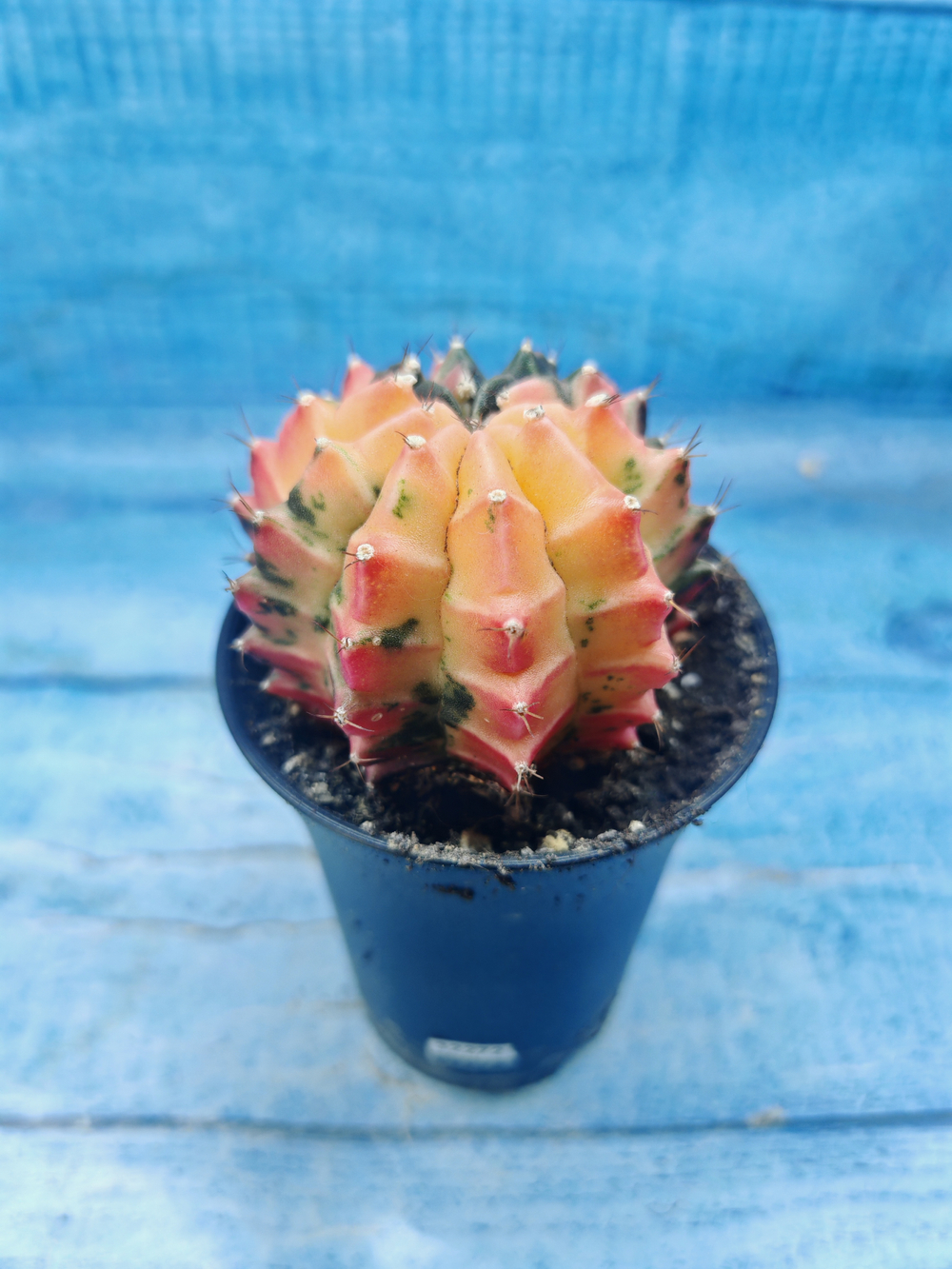 Gymnocalycium Variegata (Гимнокалициум Вариегатный)
