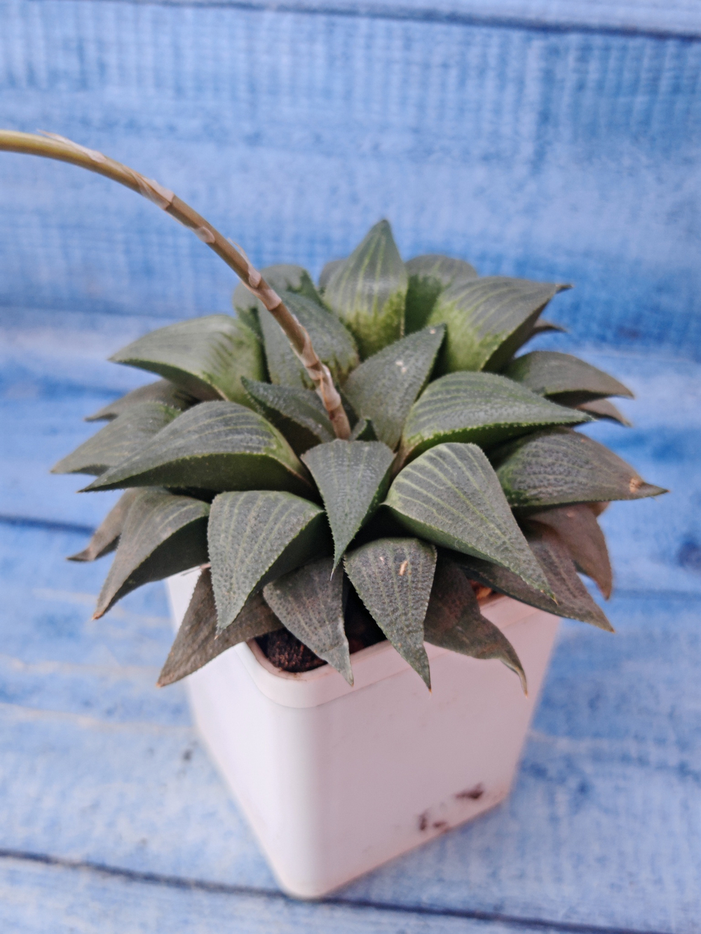 Haworthia Comptoniana hybrid (Хавортия)