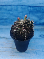 Gymnocalycium T-Rex Pink hybrid (Гимнокалициум T-rex)