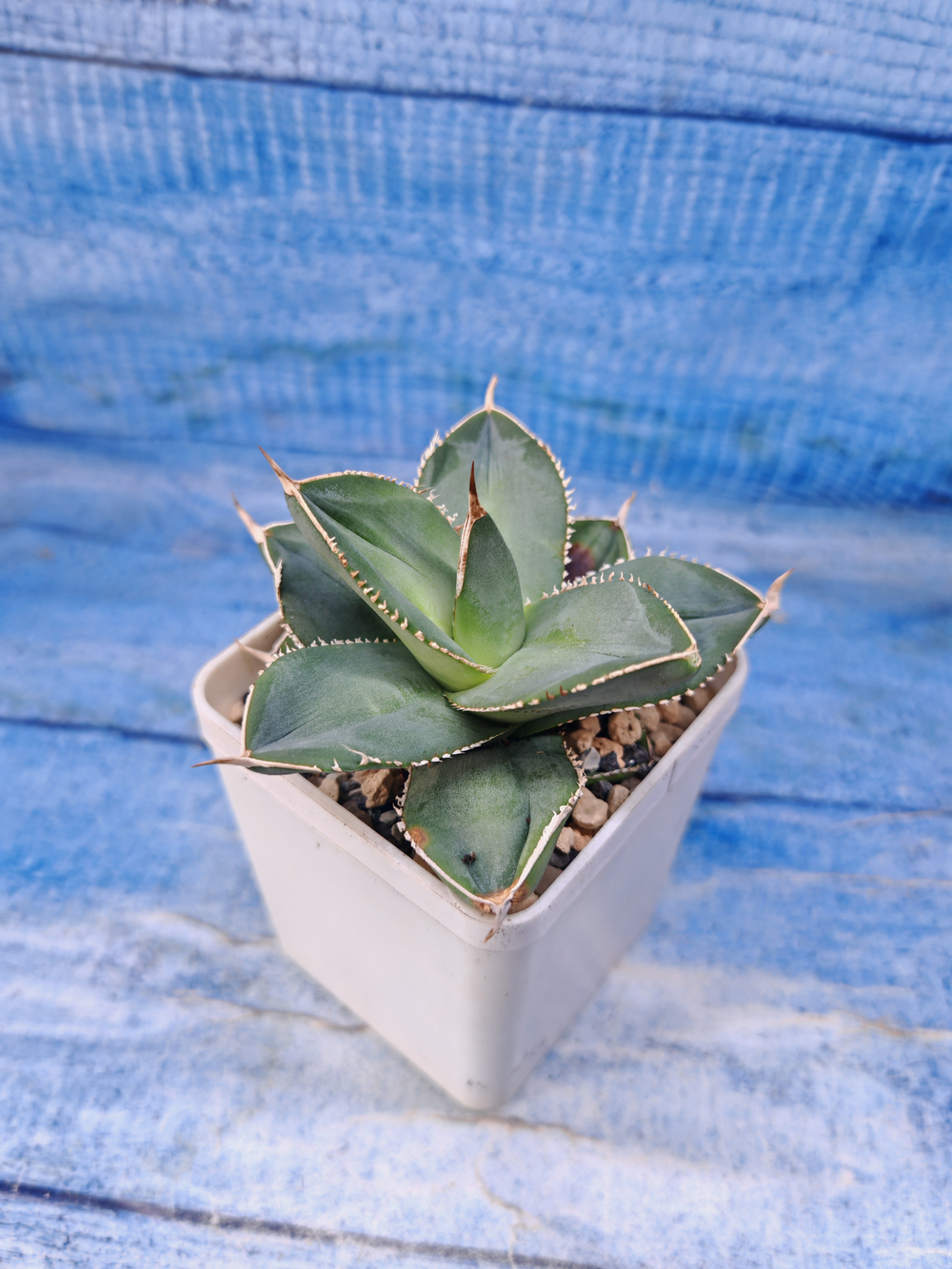 Agave Celsii (Агава)