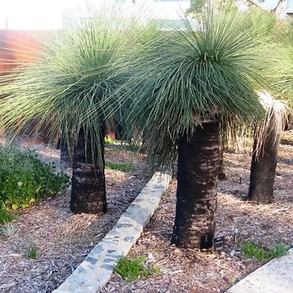 Ксанторрея - травяное дерево Xanthorrhoea Australis семена 3 шт