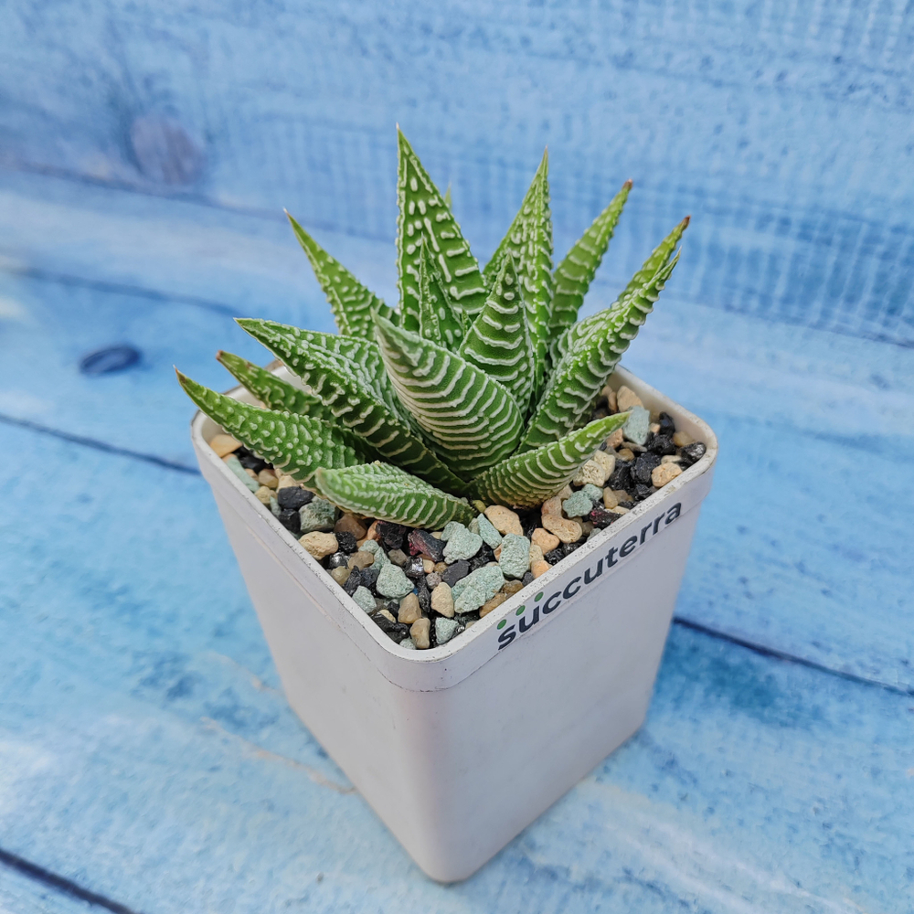 Haworthia Spider White (Хавортия)