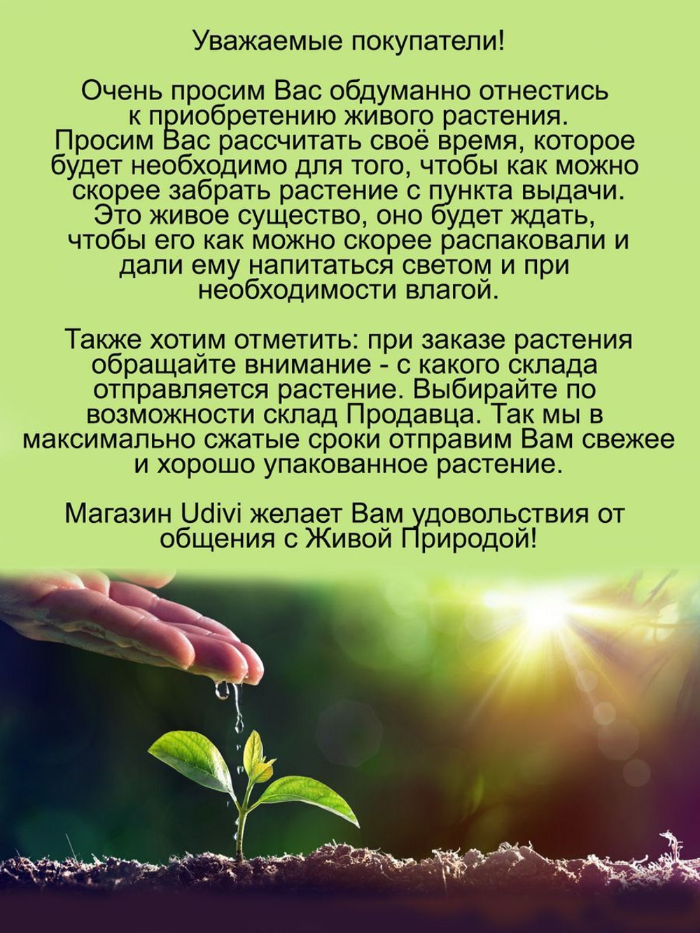 Злак Мискантус китайский Пурпурасценс многолетний