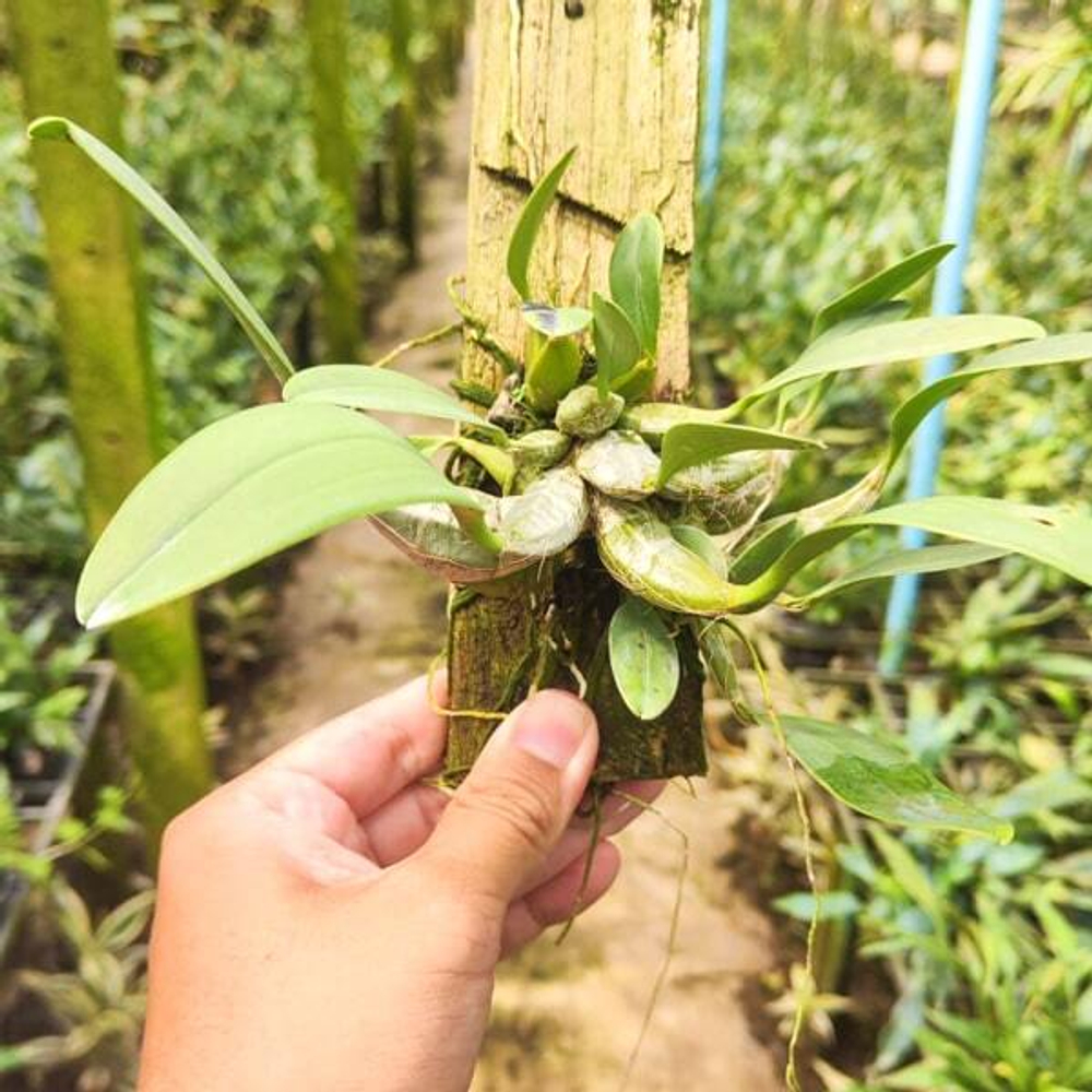 Орхидея DENDROBIUM LINDLEYI (Н87)