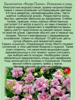 Калистегия Флора Плено сибирская роза