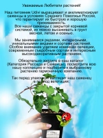Горец Бальдужанский мощная лиана