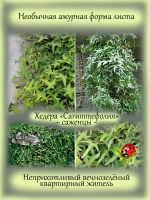 Хедера Сагиттефолия плющ