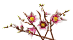 Конструктор LEGO The Botanical Collection 11510 Magnolia Branches
