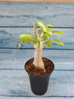 Adenium Baobab (Адениум)
