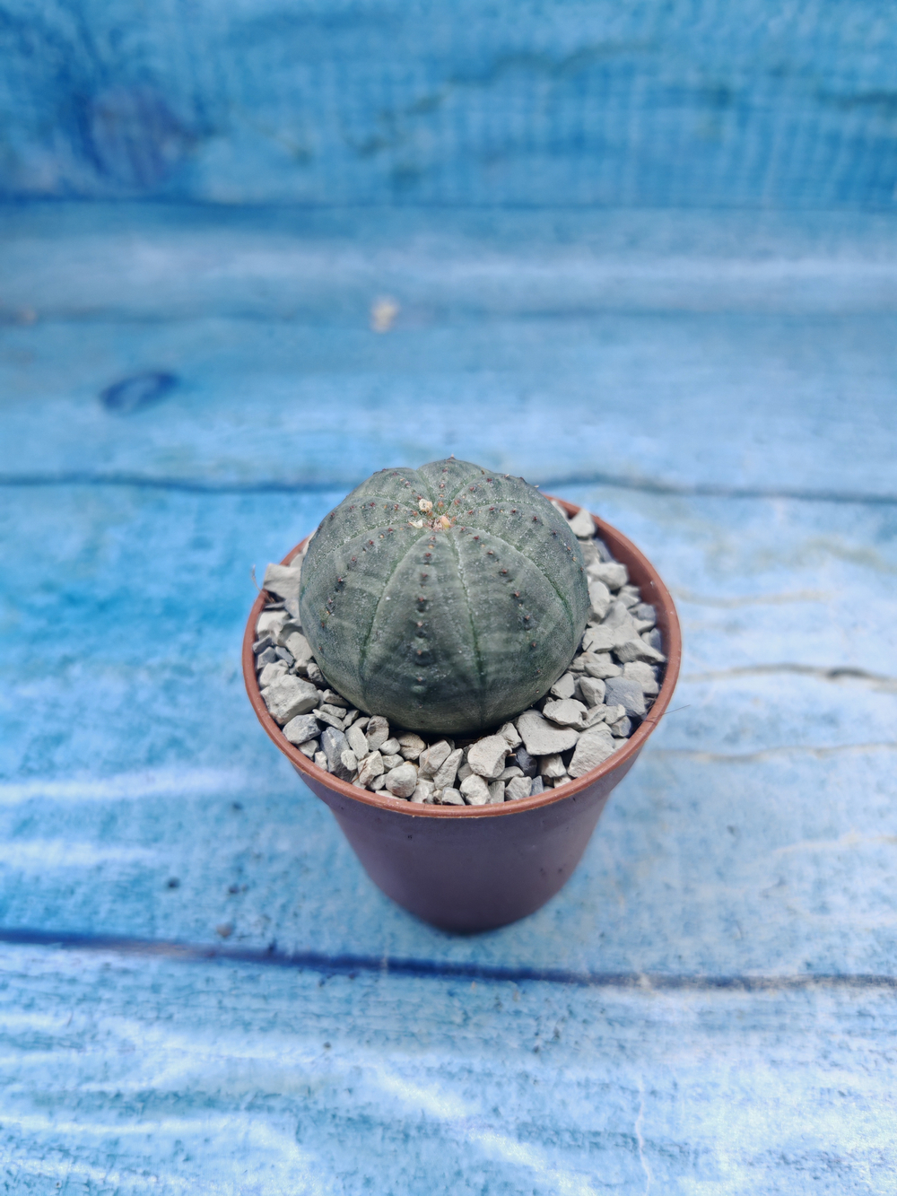 Euphoria Obesa (Эуфорбия)