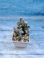 Monvillea Spegazzinii (Монвилея)