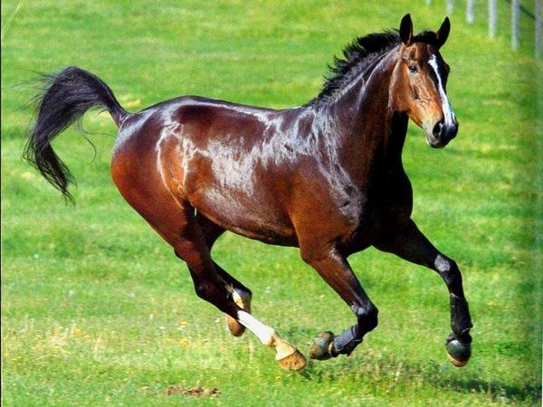 Самые-самые – или это все о лошадях Самые-самые – или это все о лошадях