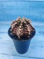 Gymnocalycium T-Rex Pink hybrid (Гимнокалициум)